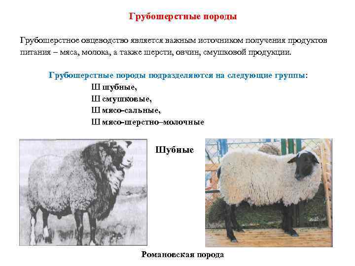 Овчарни: кошара и другие загоны для овец, проекты хлева на 100 и 300 голов. как построить большое стойло своими руками? этапы строительства