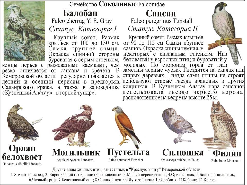 Хищные птицы донбасса фото с названиями и описанием