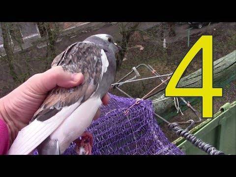 Как поймать голубя – обзор всех способов поимки