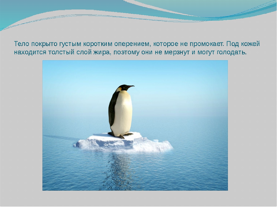 Рассказ про пингвина 1 класс. Пингвин 1 класс. Пингвины презентация. Информация о пингвинах. Доклад про пингвинов.