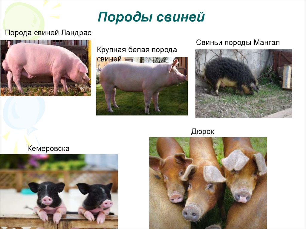 Венгерская мангалица. ответы на главные вопросы и отзывы владельцев