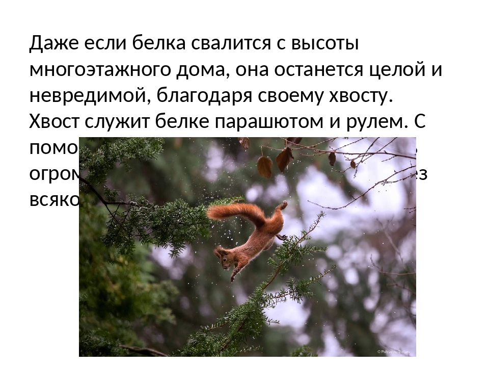 Африканские баобабы