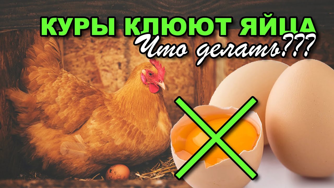 Как отучить кур клевать. Курица расклевывает яйцо. Причина расклевывания яиц курами. От расклева яиц для кур несушек. Средство от расклева яиц курами.