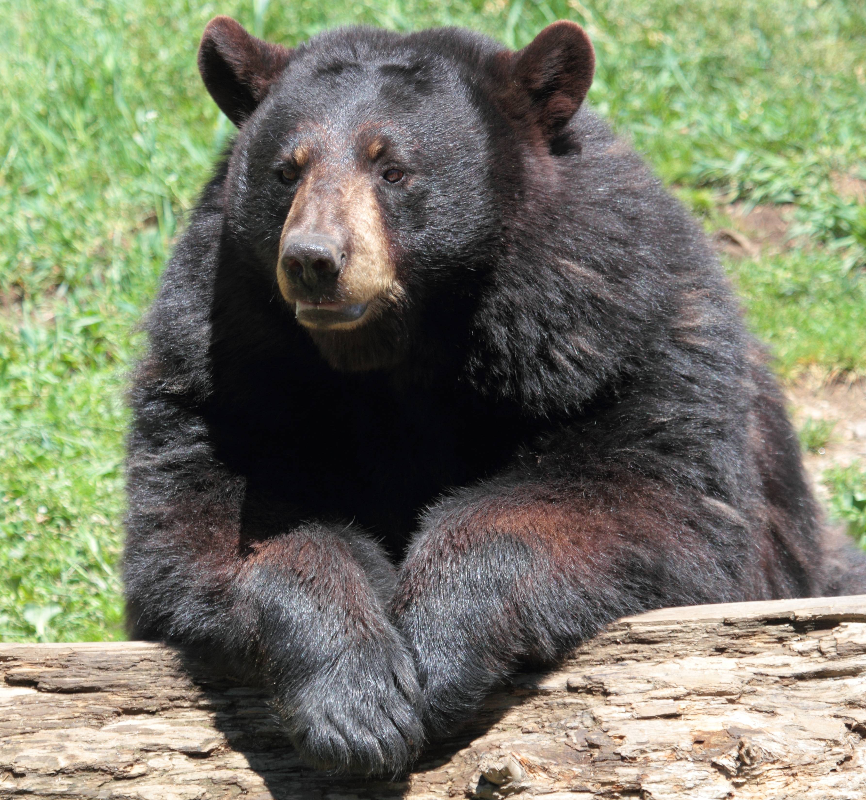 Black bear. Американский медведь Барибал. Американский черный медведь Барибал. Барибал (Ursus americanus). Барибал и бурый медведь.