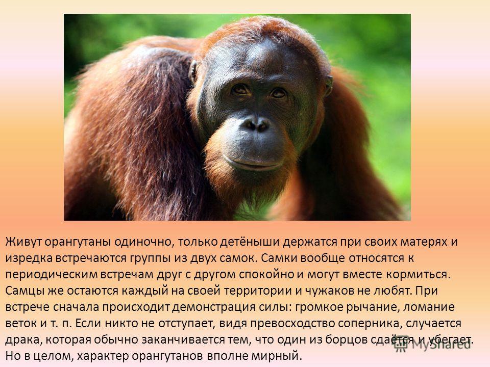 Орангутаны где обитает. Информация о орангутанге. Сообщение о орангутанге. Орангутан информация. Красная книга орангутанг сообщение.