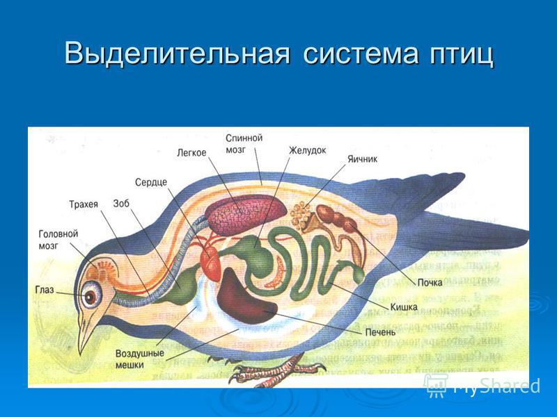 Выделительная система птиц схема