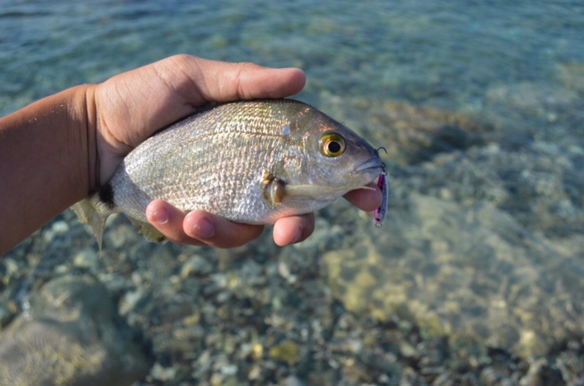 Морской карась фото черное море