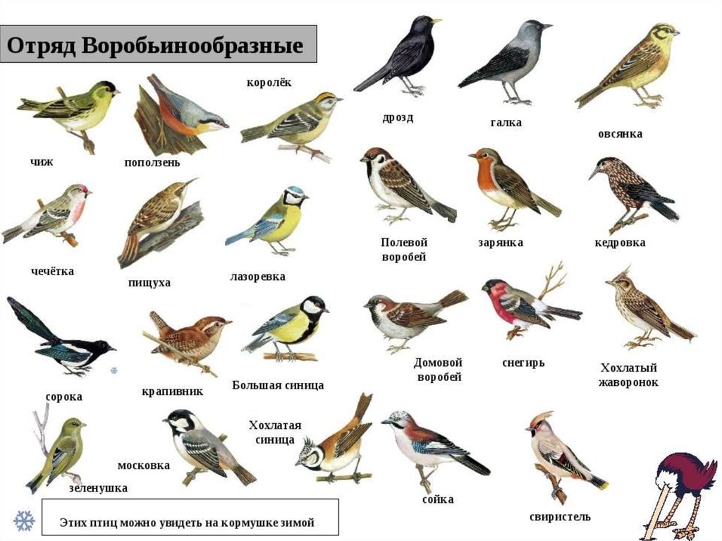 Птицы липецка фото с названиями и описанием