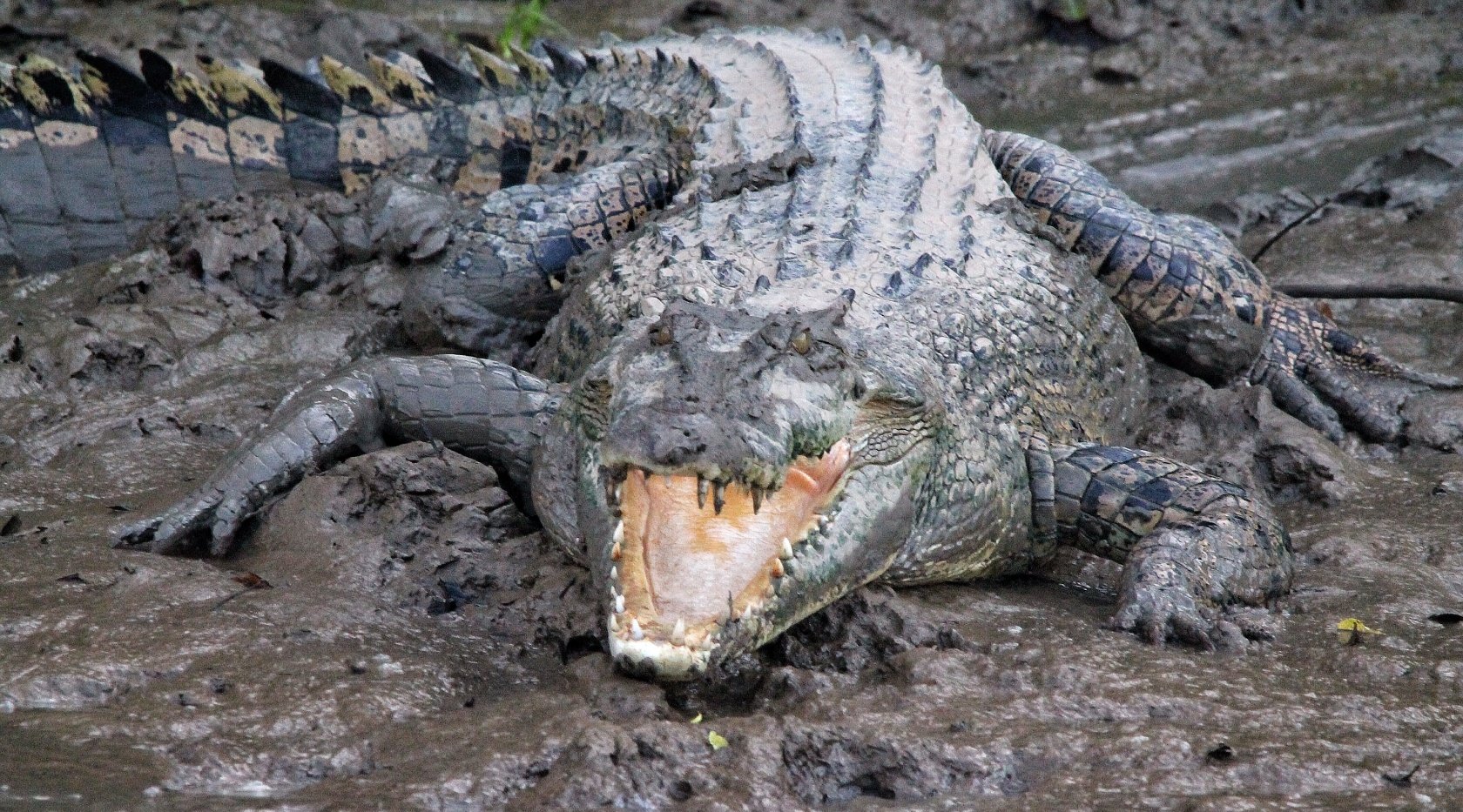 Гребнистый крокодил и человек