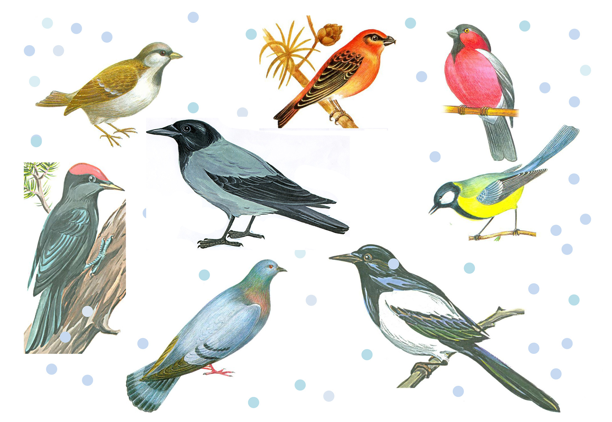 Иллюстрации зимующие птицы для детей