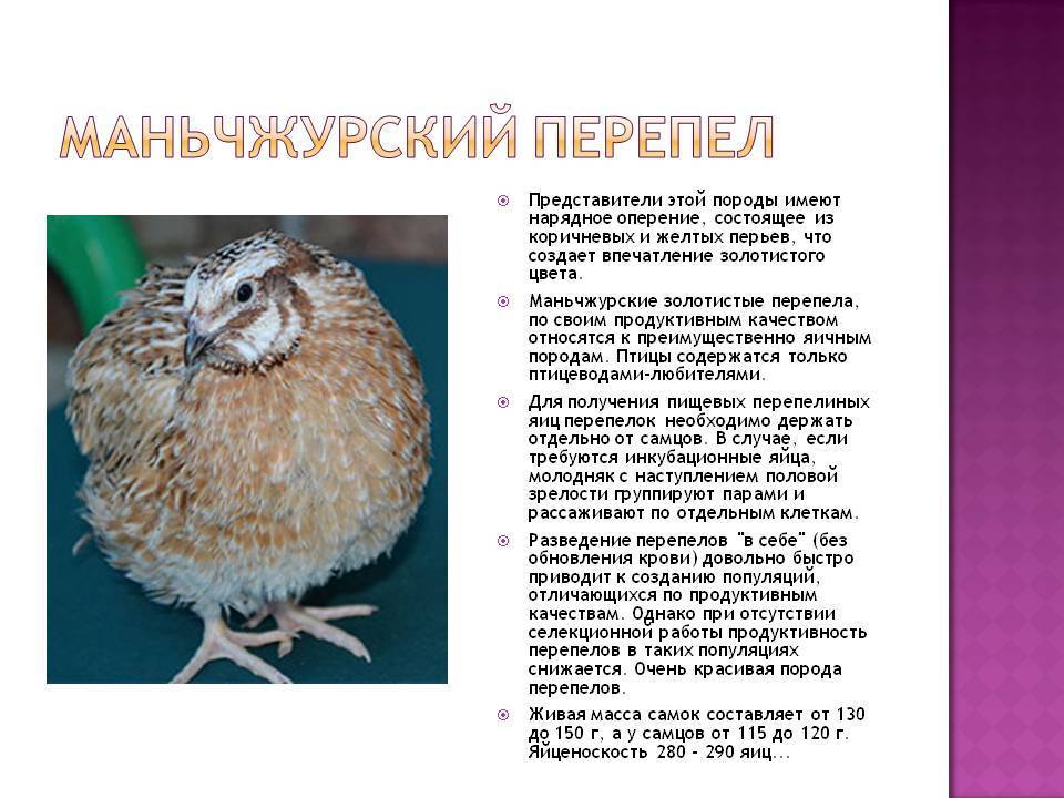Перепела: породы, их фото и описание :: syl.ru