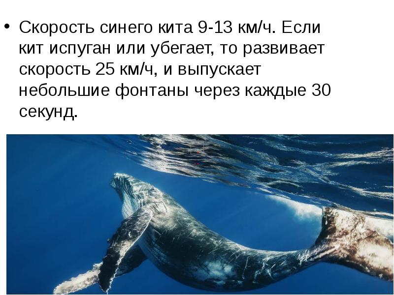 Большой синий кит – гигант планеты земля. описание и фото синего кита