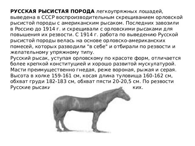 Рысистые породы лошадей: название, описание и фото