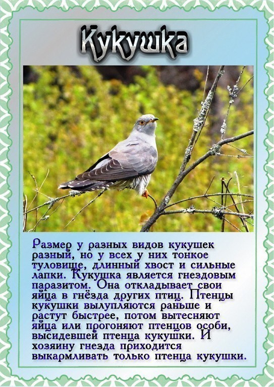 Какие птицы зимуют. зимующие птицы название птиц, фото, список. оседлые птицы. зимующие оседлые птицы в наших краях. какие птицы остаются зимовать вместе с нами