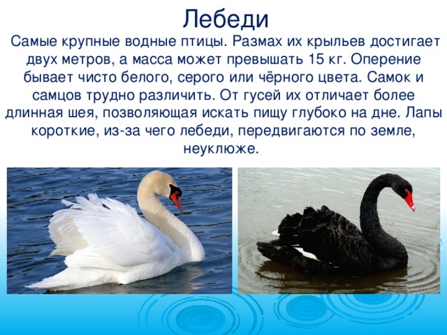 Скажите лебеди текст. Лебедь описание для детей. Водоплавающие птицы лебедь. Рассказ о лебеде.