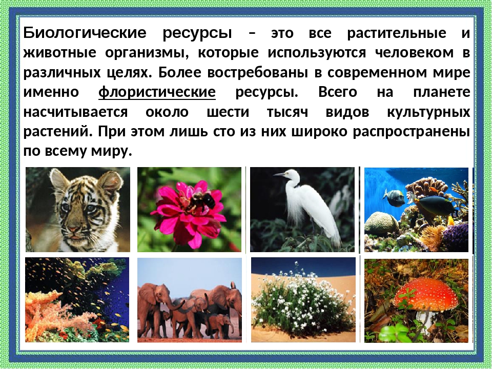 Природно биологического происхождения. Биологические ресурсы. Биологические природные ресурсы. Растительные и животные ресурсы. Животный мир ресурсы.