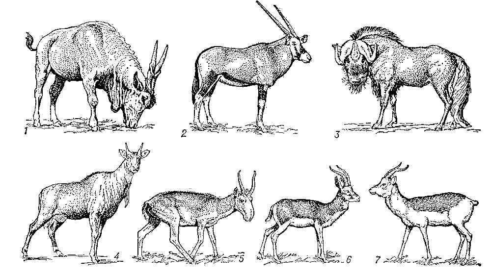 Копытные млекопитающие схема