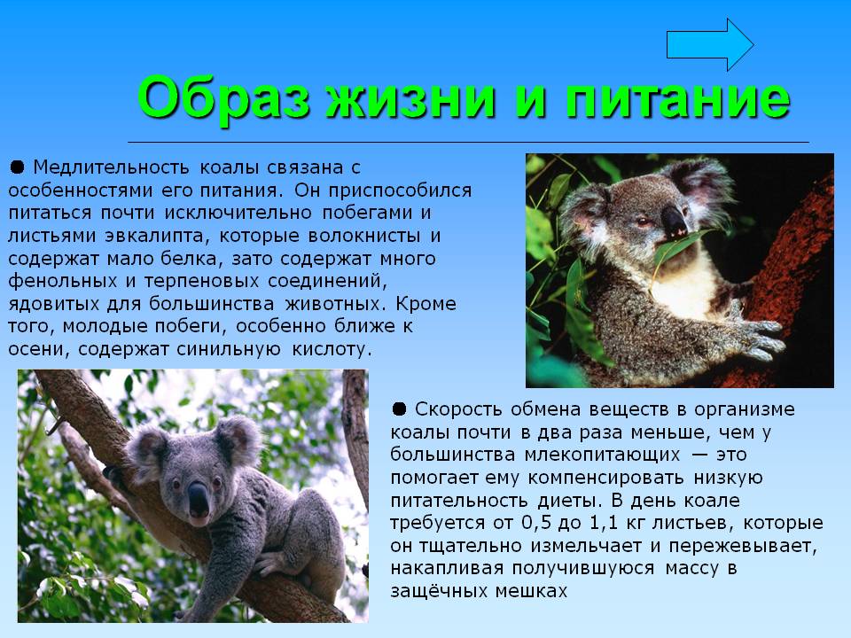 Коала презентация 7 класс