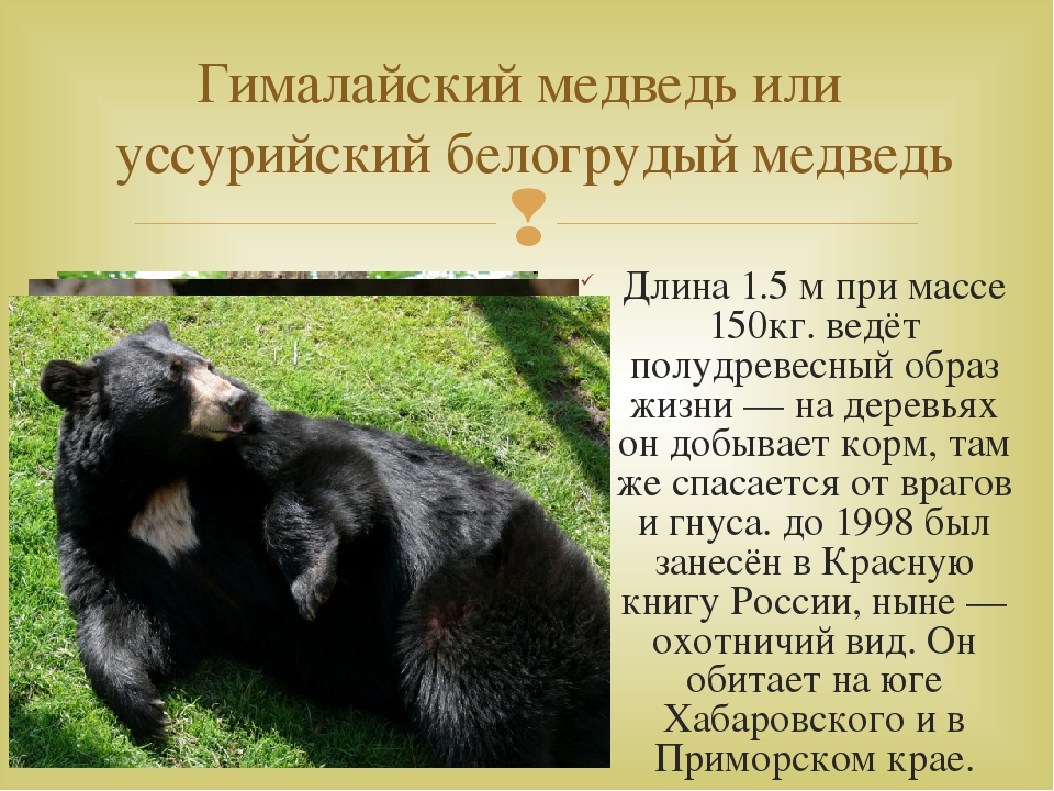 Медведь: все самое интересное о повадках, образе жизни