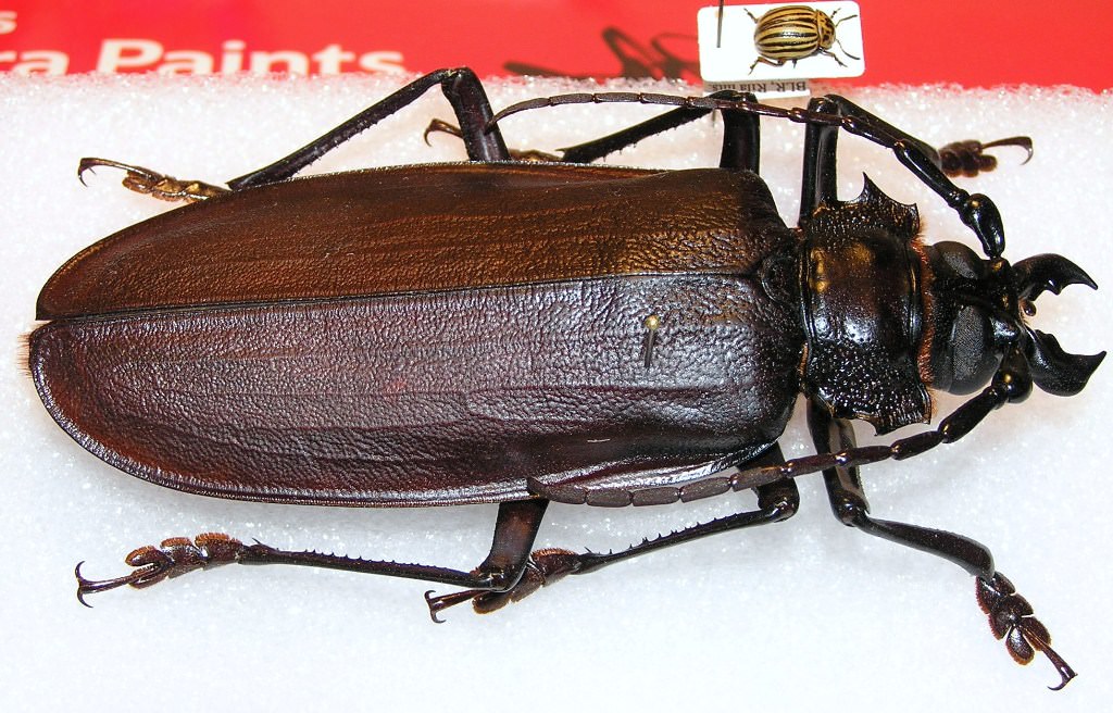 Самые большие в мире жуки