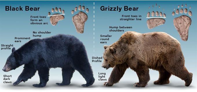 Гризли медведь. описание, особенности, виды, образ жизни и среда обитания гризли | живность.ру