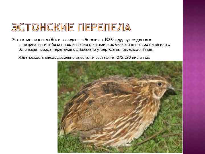 Высокопродуктивные породы перепелов, пригодных для домашнего разведения. топ-10 лучших