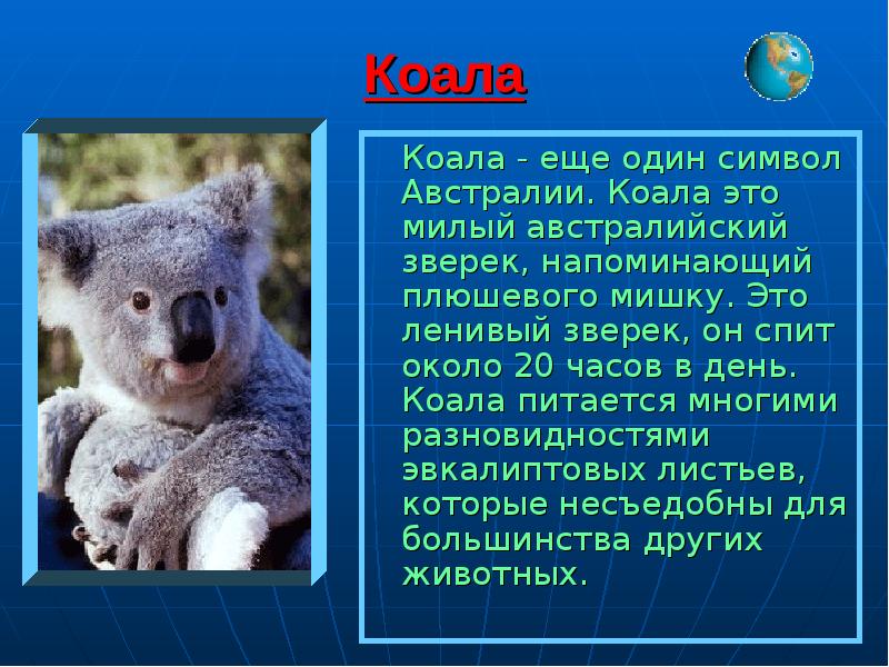 Сообщение о коале. Коала еще один символ Австралии. Информация о коале. Маленькое сообщение о коале.