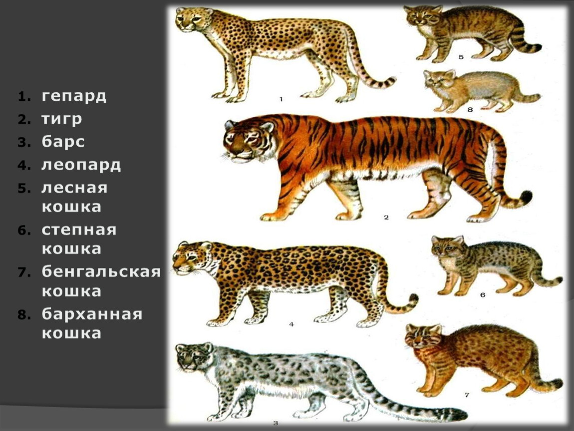 Какую длину имеют животные. Гепард леопард Ягуар Пума. Леопард Ягуар пантера. Тигр леопард гепард Ягуар. Гепард и леопард и Ягуар и пантера.