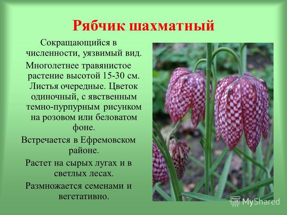Цветок Какой По Месту Где Он Растет