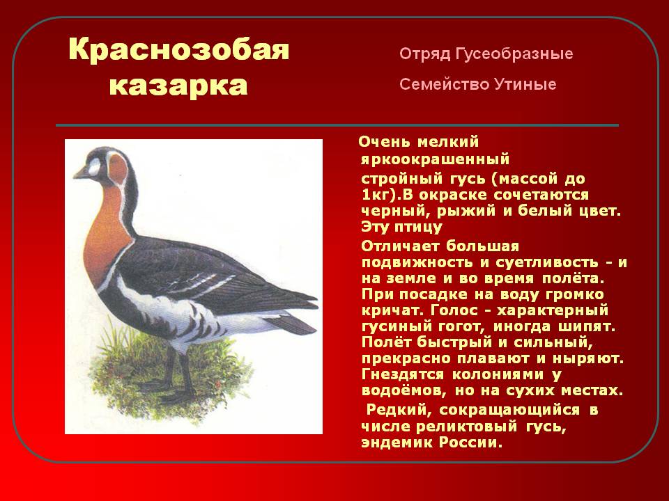 Красная книга список птиц. Птица Краснозобая казарка. Гусь Краснозобая казарка. Краснозобая казарка ареал. Краснозобая казарка красная.