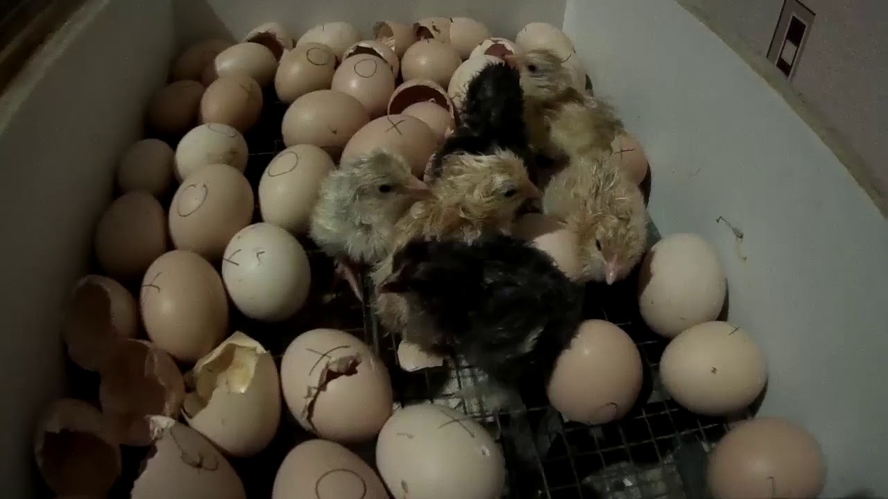Сколько времени вылупляются яйца. Вылупившиеся цыплята. Цыплята в инкубаторе. Вылупление птенцов в инкубаторе. Цыплята вылупляются в инкубаторе.