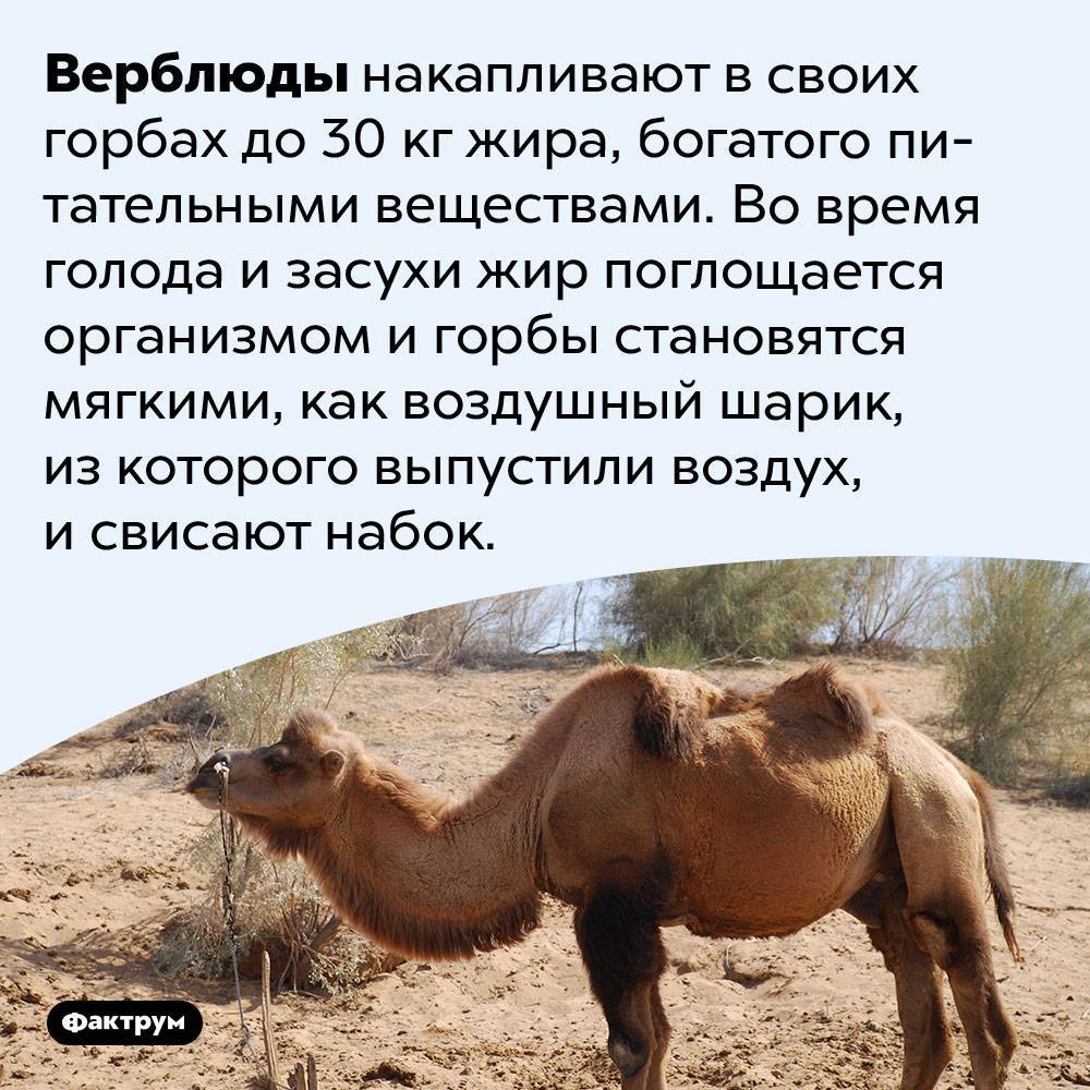 Киплинг «отчего у верблюда горб» текст распечатать