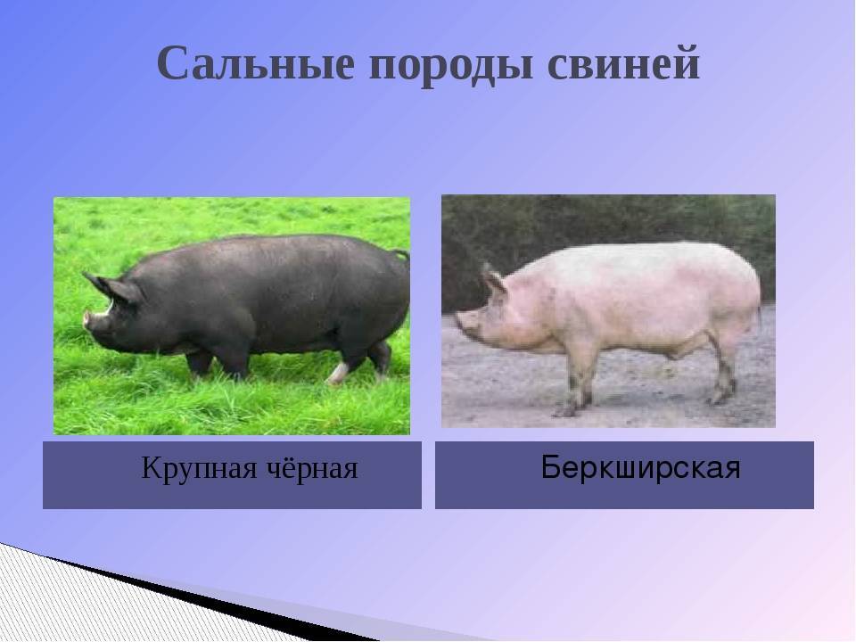 Свинья домашняя виды. Свиноводство породы свиней сальные. Породы свиней мясные беконные и. Сальная порода поросят. Сальные породы свиней характеристика.