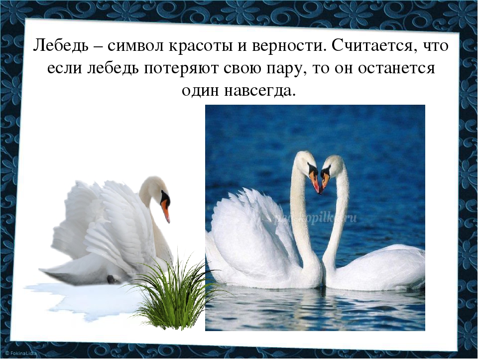 Символ верности в россии. Лебедь. Что символизирует лебедь. Лебеди и красота. Образ лебедя.