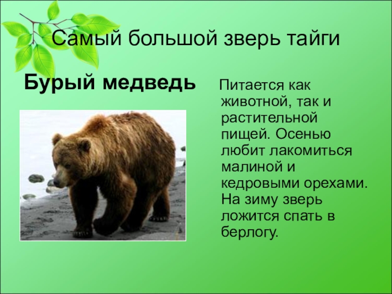 В какой природной зоне живут бурые медведи. Описание медведя. Рассказ о медведе. Доклад о медведях. Бурый медведь информация.