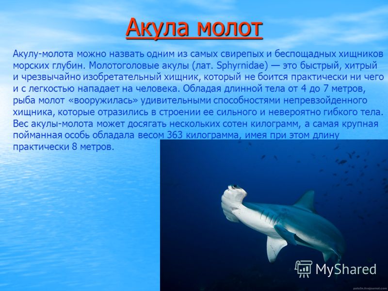 Акула-молот: фото, описание, питание и размножение, занимательные факты