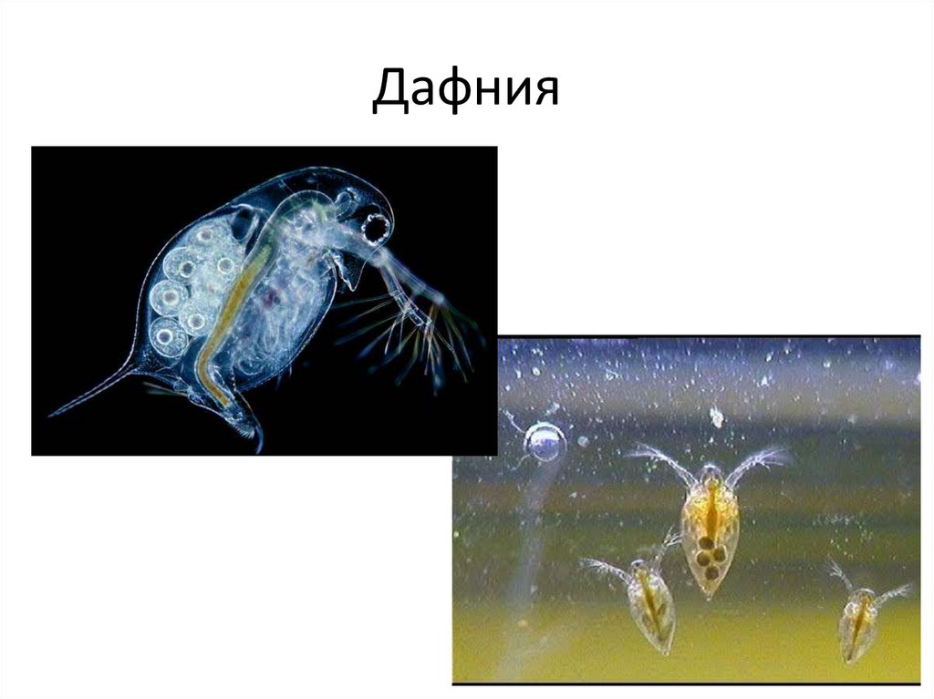 Что такое дафния и для чего используются