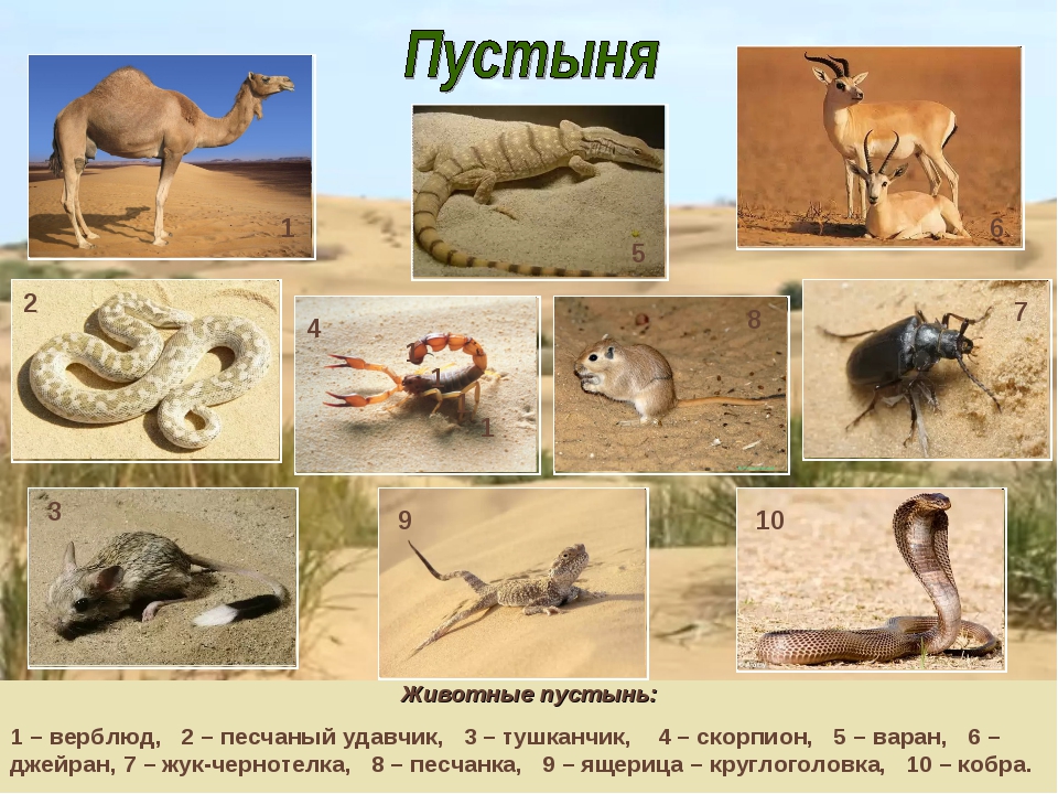 Животные пустыни. описания, названия и особенности животных пустыни | живность.ру