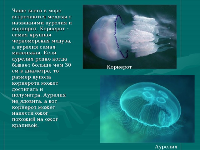 Givotinki.ru. виды медуз: описания, названия, образ жизни и среда обитания