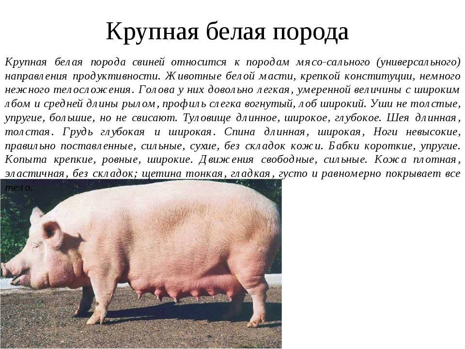 Пекари