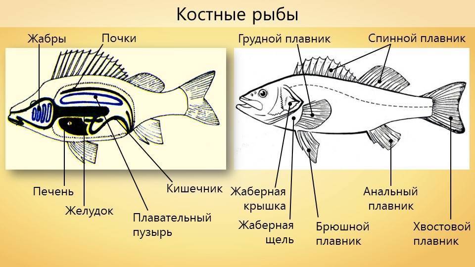 Ухо класс рыбы