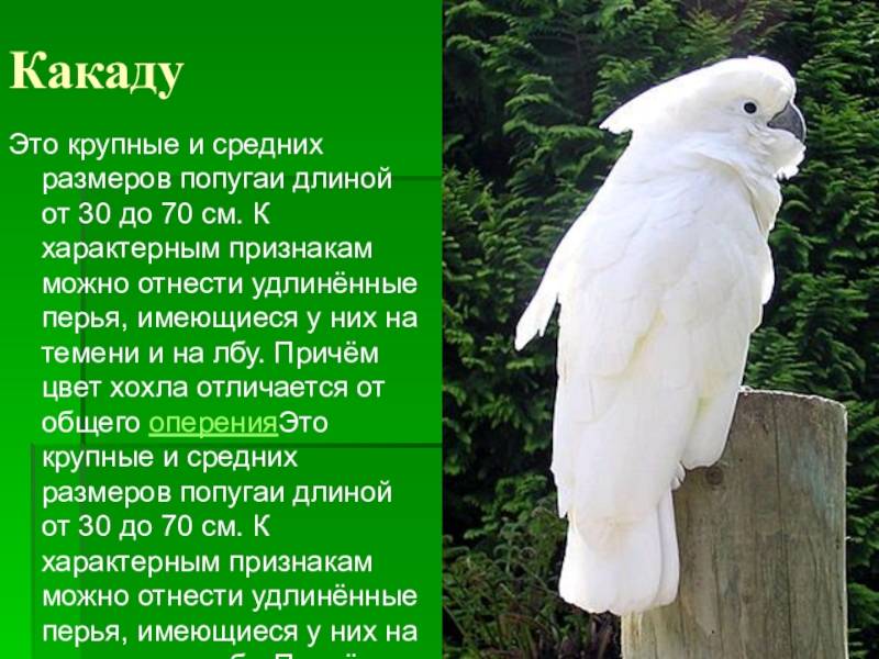 Бекас — болотная птица с длинным клювом