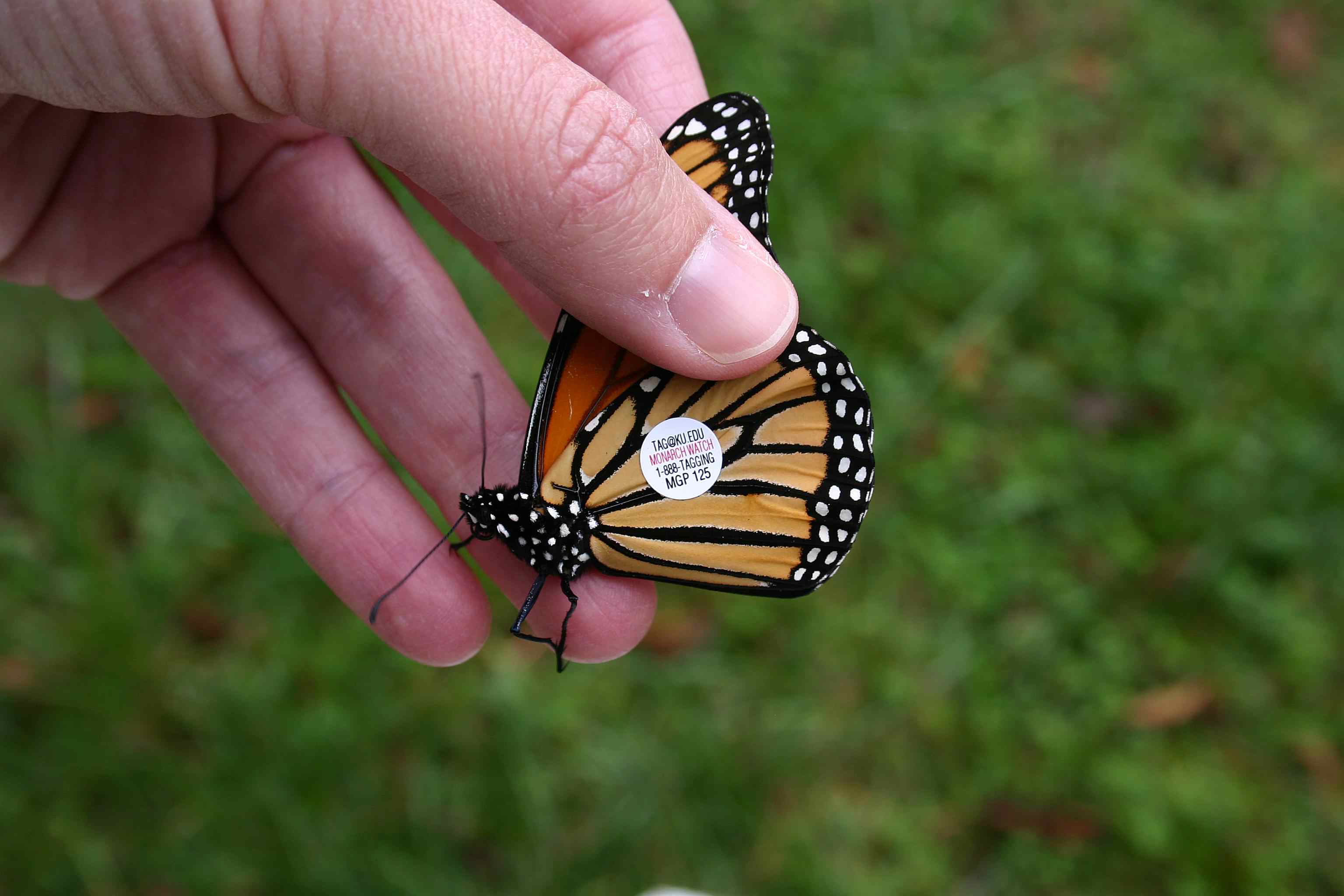 Бабочка на букву п. Миграция бабочек монархов. Бабочка Монарх. Биосферный заповедник бабочки Монарх. Биосферный заповедник бабочки Монарх Мексика.