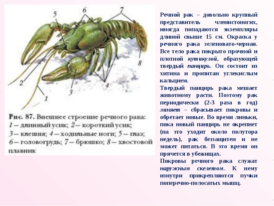 Какой тип развития характерен для речного рака изображенного на рисунке