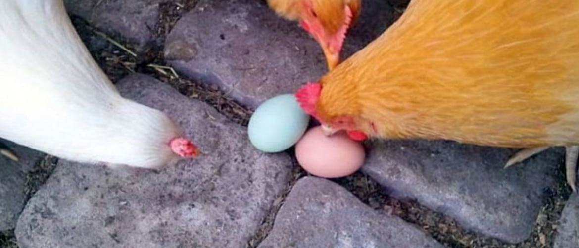 Почему курица есть свои яйца. Курица и петух оплодотворение яйца.