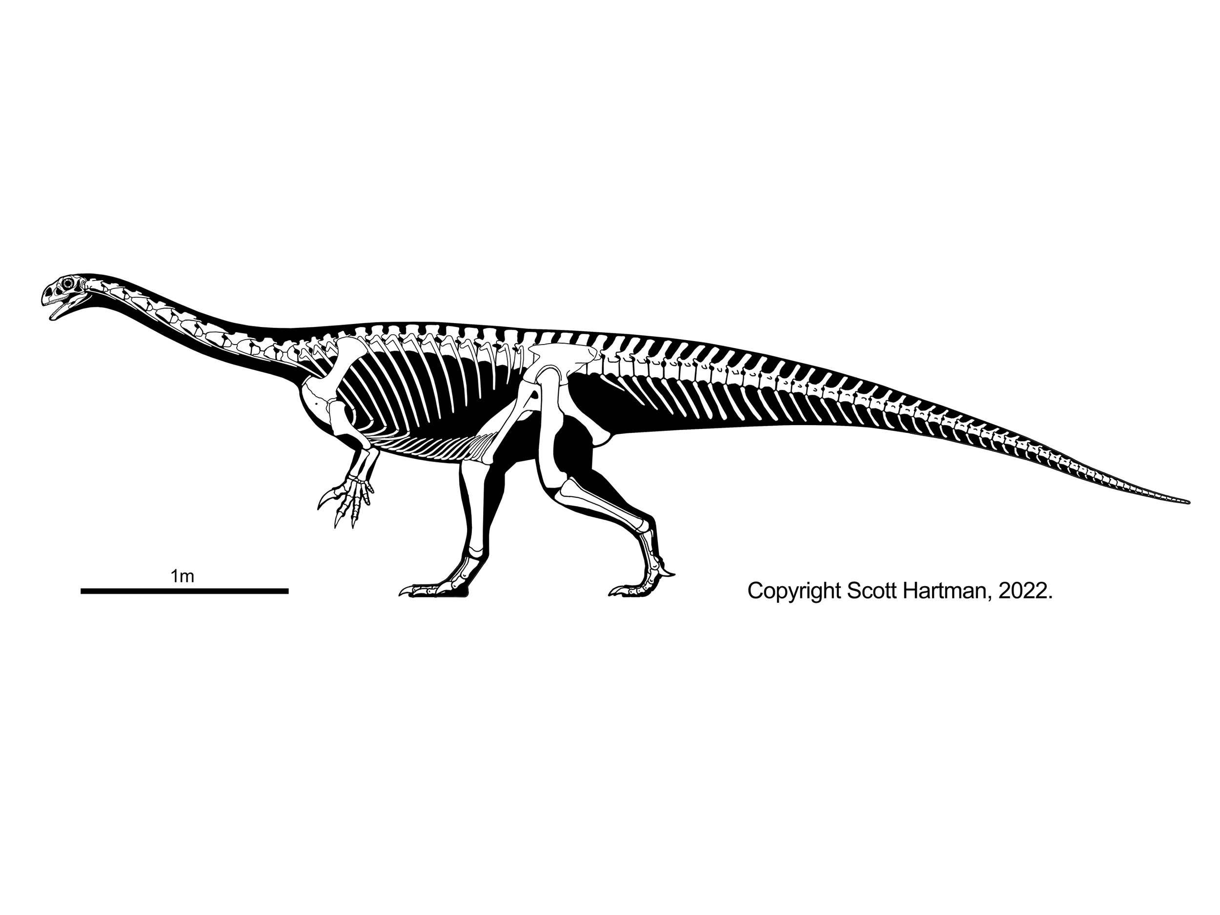 Massospondylus - dinopit