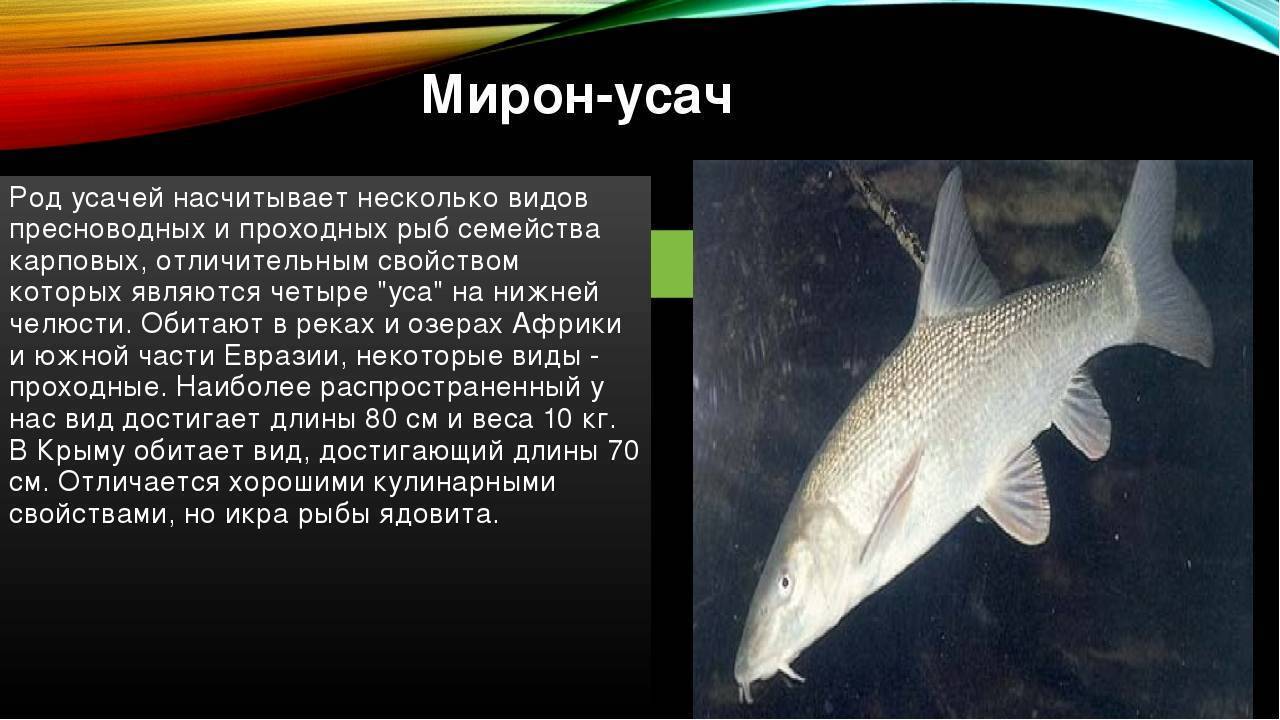 Описание усача, приманки и снасти для его ловли - читайте на сatcher.fish