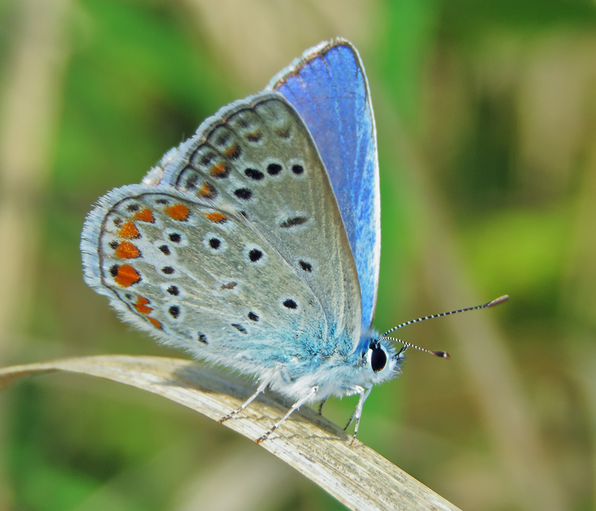Бабочка голубянка: фото и разнообразие видов