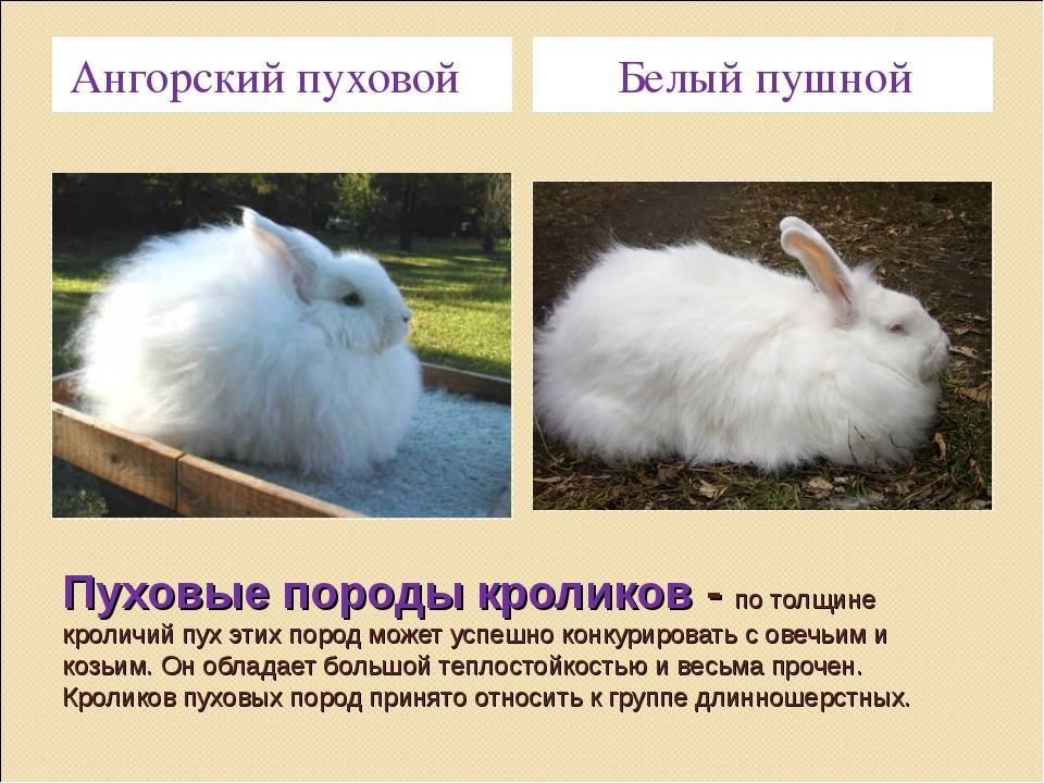 Карликовые кролики: породы баран, вислоухие, бабочка, фото,