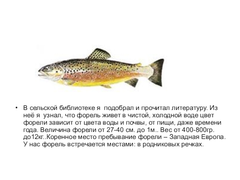 Микижа (камчатская сёмга) - энциклопедия рыб